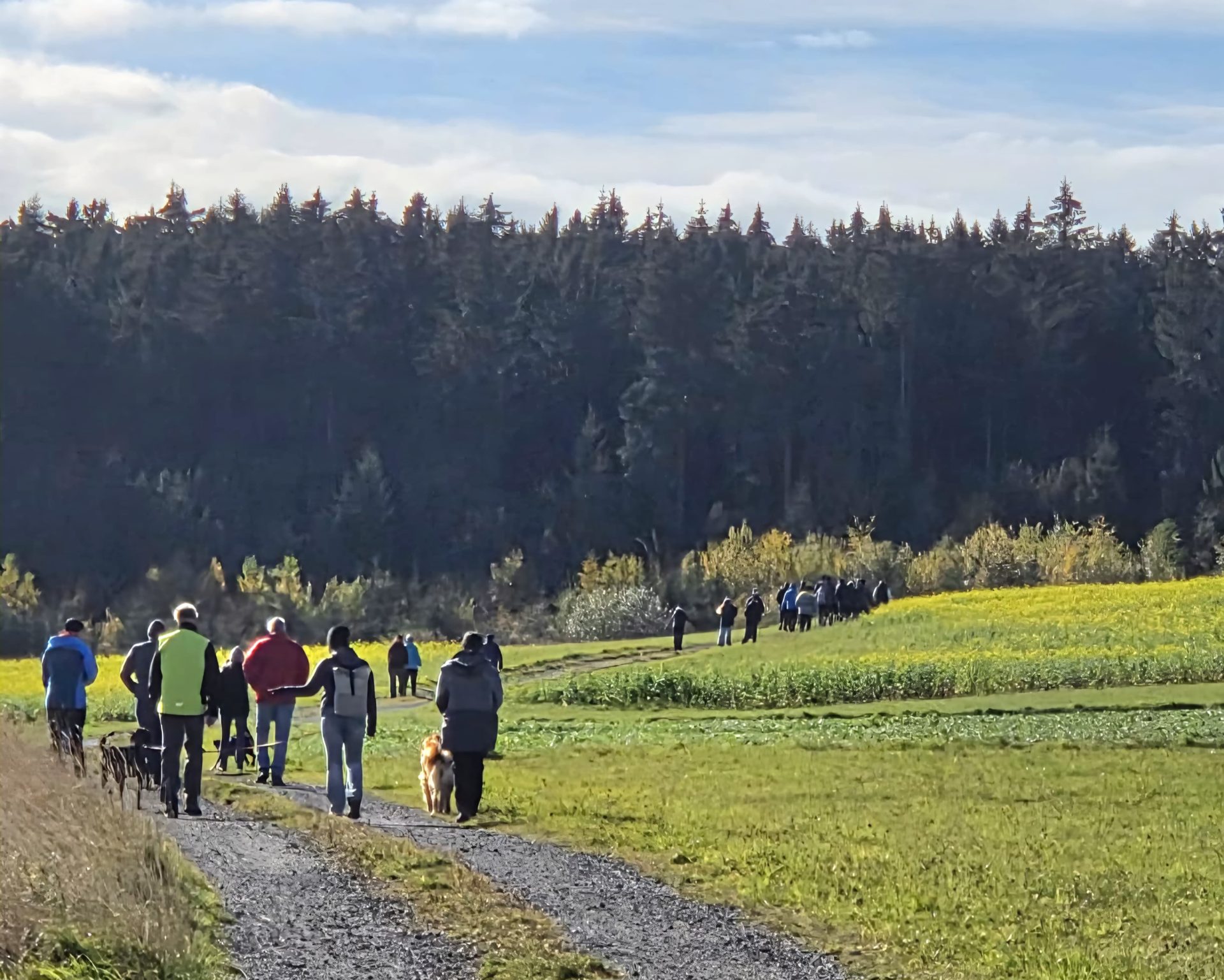 Spaziergänger mit Hunden auf Schotterweg vor Wald und gelben Feldern